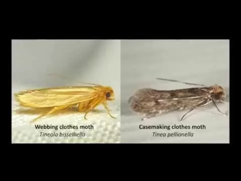 Stop clothes moths in their tracks