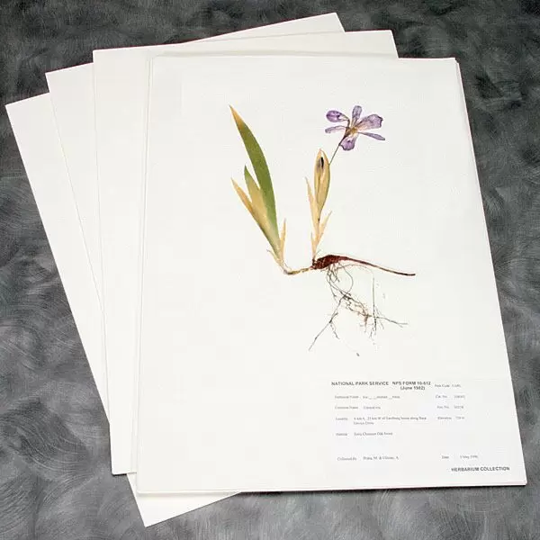 100 Rag Herbarium Mounting Paper