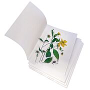 Acid Free Herbarium Specimen "Newsprint" in use drying yellow flower specimens