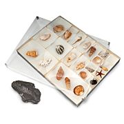 Mix and Match Storage Box for Natural History Specimens Shells