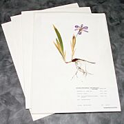 Archival 100% Rag Herbarium Pages with mounted Iris specimen from NPS collection
