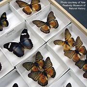 Stand-Alone Unbuffered Specimen Trays