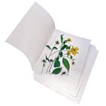 Acid Free Herbarium Specimen "Newsprint" in use drying yellow flower specimens