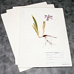 Archival 100% Rag Herbarium Pages with mounted Iris specimen from NPS collection